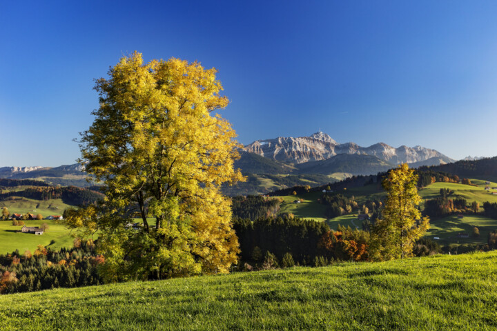 Alpstein, Appenzell, Appenzell Ausserrohden, Autumn, Baum, Berg, Fall, Herbst, Ostschweiz, Schweiz, Suisse, Switzerland, Säntis, Säntisbahn, Säntisbahn Säntis, Waldstatt