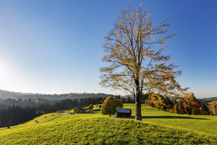 Appenzell, Appenzell Ausserrohden, Autumn, Baum, Fall, Herbst, Ostschweiz, Schweiz, Suisse, Switzerland, Waldstatt