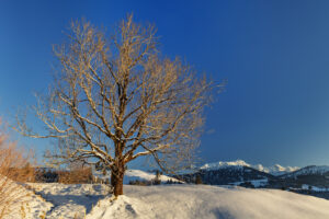 Appenzell, Jahreszeiten, Schweiz, Suisse, Switzerland, Säntis, Winter