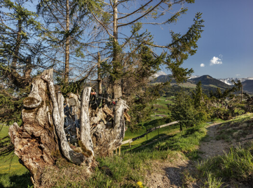 Appenzell, Frühling, Schweiz, Spring, Suisse, Switzerland, Urnäsch