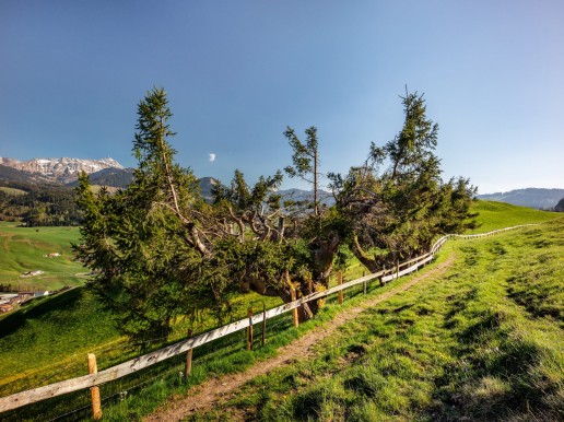 Appenzell, Frühling, Schweiz, Spring, Suisse, Switzerland, Säntis, Urnäsch