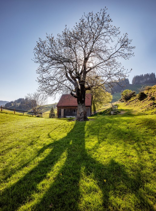 Appenzell, Frühling, Schweiz, Spring, Suisse, Switzerland, Urnäsch