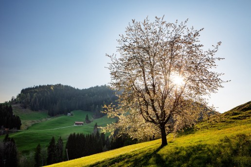 Appenzell, Frühling, Hundwil, Schweiz, Sonnenschein, Spring, Suisse, Switzerland