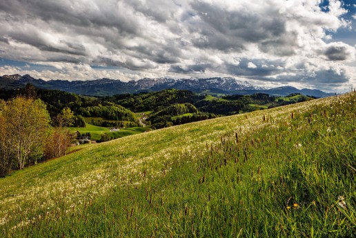 Appenzell, Bühler, Frühling, Schweiz, Spring, Suisse, Switzerland, Säntis