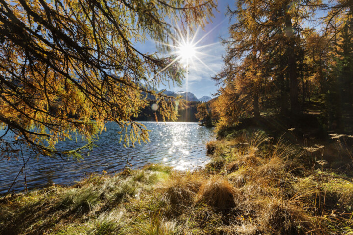 Alpen, Alpenpass, Alps, Autumn, Baum, Berg, Bergmassiv, Bergsee, Bäume, Engadin, Fall, Gewässer, Graubünden, Herbst, Maloja, Maloja-Pass, Malojapass, Schweiz, See, Suisse, Switzerland, Tree, Trees, Wald, lake