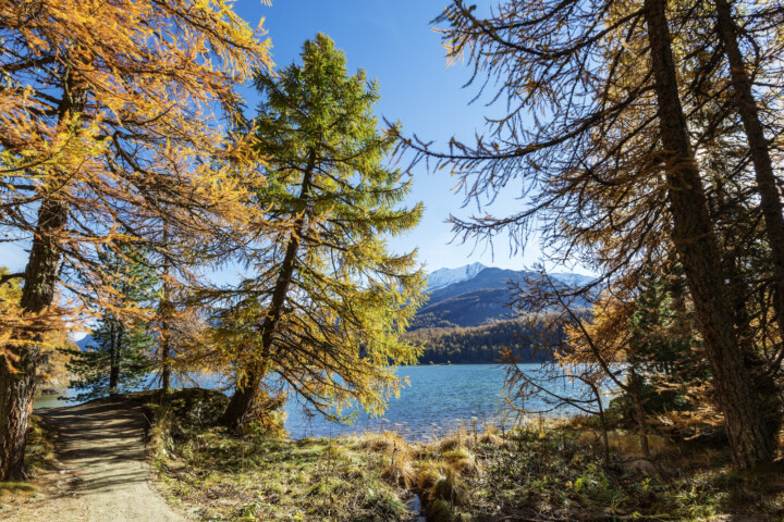 Alpen, Alpenpass, Alps, Autumn, Baum, Berg, Bergmassiv, Bergsee, Bäume, Engadin, Fall, Gewässer, Graubünden, Herbst, Maloja, Maloja-Pass, Malojapass, Schweiz, See, Suisse, Switzerland, Tree, Trees, Wald, lake