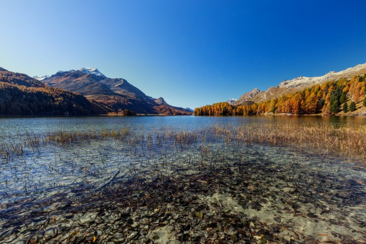 Alpen, Alpenpass, Alps, Autumn, Baum, Berg, Bergmassiv, Bergsee, Bäume, Engadin, Fall, Gewässer, Graubünden, Herbst, Maloja, Maloja-Pass, Malojapass, Schweiz, See, Suisse, Switzerland, Tree, Trees, Wald, lake