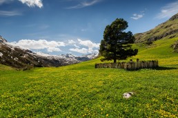 Alpen, Alpenpass, Graubünden, Jahreszeiten, Landschaft und Natur, Natur, Orte, Schweiz, Sommer, Suisse, Switzerland, summer