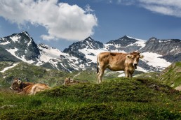 Alpen, Alpenpass, Bernina, Berninapss, Graubünden, Orte, Passo del Bernina, Schweiz, Suisse, Switzerland