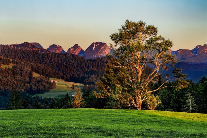 Baum, Berg, Berge, Bergmassiv, Churfirsten, Landschaft und Natur, Natur, Orte, Ostschweiz, Schweiz, St. Gallen, Suisse, Switzerland, Toggenburg, Wald