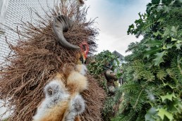 Appenzell, Appenzell Ausserrohden, Appenzeller Hinterland, Ostschweiz, Schweiz, Silvesterchlaus, Silvesterklausen, Suisse, Switzerland, Urnaesch, Urnäsch
