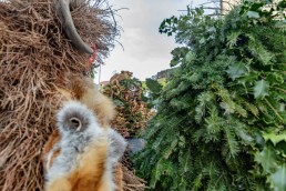 Appenzell, Appenzell Ausserrohden, Appenzeller Hinterland, Ostschweiz, Schweiz, Silvesterchlaus, Silvesterklausen, Suisse, Switzerland, Urnaesch, Urnäsch