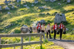 Alp, Alpaufzug, Alpfahrt, Appenzell, Brauchtum, Kühe, Schweiz, Schwägalp, Sennen, Suisse, Switzerland, Tracht, Urnäsch, tradition