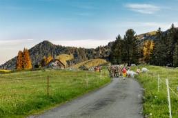 Alp, Alpaufzug, Alpfahrt, Appenzell, Brauchtum, Kühe, Schweiz, Schwägalp, Sennen, Suisse, Switzerland, Tracht, Urnäsch, tradition
