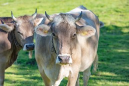 Alp, Alpabfahrt, Alpen, Alpfahrt, Alps, Appenzell, Appenzellerland, Autumn, Brauchtum und Anlässe, Fall, Herbst, Jahreszeiten, Kühe, Landschaft und Natur, Natur, Orte, Ostschweiz, Schweiz, Suisse, Switzerland, Tier, Tracht, Urnäsch, tradition, Öberefahre