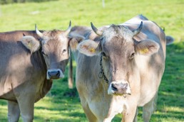 Alp, Alpabfahrt, Alpen, Alpfahrt, Alps, Appenzell, Appenzellerland, Autumn, Brauchtum und Anlässe, Fall, Herbst, Jahreszeiten, Kühe, Landschaft und Natur, Natur, Orte, Ostschweiz, Schweiz, Suisse, Switzerland, Tier, Tracht, Urnäsch, tradition, Öberefahre