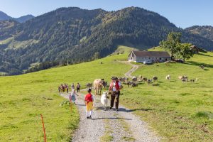 Alp, Alpabfahrt, Alpen, Alpfahrt, Alps, Appenzell, Appenzellerland, Autumn, Brauchtum und Anlässe, Fall, Herbst, Jahreszeiten, Kühe, Landschaft und Natur, Natur, Orte, Ostschweiz, Schweiz, Suisse, Switzerland, Tier, Tracht, Urnäsch, tradition, Öberefahre