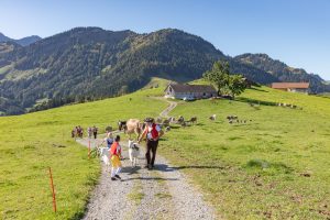 Alp, Alpabfahrt, Alpen, Alpfahrt, Alps, Appenzell, Appenzellerland, Autumn, Brauchtum und Anlässe, Fall, Herbst, Jahreszeiten, Kühe, Landschaft und Natur, Natur, Orte, Ostschweiz, Schweiz, Suisse, Switzerland, Tier, Tracht, Urnäsch, tradition, Öberefahre