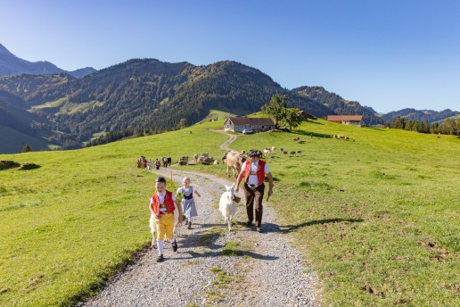 Alp, Alpabfahrt, Alpen, Alpfahrt, Alps, Appenzell, Appenzellerland, Autumn, Brauchtum und Anlässe, Fall, Herbst, Jahreszeiten, Kühe, Landschaft und Natur, Natur, Orte, Ostschweiz, Schweiz, Suisse, Switzerland, Tier, Tracht, Urnäsch, tradition, Öberefahre
