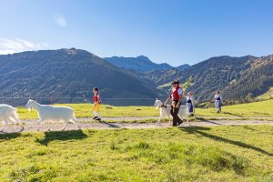 Alp, Alpabfahrt, Alpen, Alpfahrt, Alps, Appenzell, Appenzellerland, Autumn, Brauchtum und Anlässe, Fall, Herbst, Jahreszeiten, Kühe, Landschaft und Natur, Natur, Orte, Ostschweiz, Schweiz, Suisse, Switzerland, Tier, Tracht, Urnäsch, tradition, Öberefahre