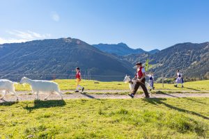 Alp, Alpabfahrt, Alpen, Alpfahrt, Alps, Appenzell, Appenzellerland, Autumn, Brauchtum und Anlässe, Fall, Herbst, Jahreszeiten, Kühe, Landschaft und Natur, Natur, Orte, Ostschweiz, Schweiz, Suisse, Switzerland, Tier, Tracht, Urnäsch, tradition, Öberefahre