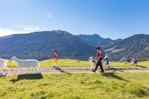 Alp, Alpabfahrt, Alpen, Alpfahrt, Alps, Appenzell, Appenzellerland, Autumn, Brauchtum und Anlässe, Fall, Herbst, Jahreszeiten, Kühe, Landschaft und Natur, Natur, Orte, Ostschweiz, Schweiz, Suisse, Switzerland, Tier, Tracht, Urnäsch, tradition, Öberefahre