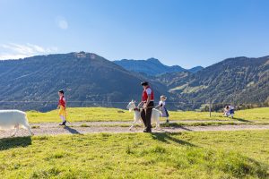 Alp, Alpabfahrt, Alpen, Alpfahrt, Alps, Appenzell, Appenzellerland, Autumn, Brauchtum und Anlässe, Fall, Herbst, Jahreszeiten, Kühe, Landschaft und Natur, Natur, Orte, Ostschweiz, Schweiz, Suisse, Switzerland, Tier, Tracht, Urnäsch, tradition, Öberefahre