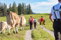 Alp, Alpabfahrt, Alpen, Alpfahrt, Alps, Appenzell, Appenzellerland, Autumn, Brauchtum und Anlässe, Fall, Herbst, Jahreszeiten, Kühe, Landschaft und Natur, Natur, Orte, Ostschweiz, Schweiz, Suisse, Switzerland, Tier, Tracht, Urnäsch, tradition, Öberefahre