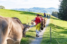 Alp, Alpabfahrt, Alpen, Alpfahrt, Alps, Appenzell, Appenzellerland, Autumn, Brauchtum und Anlässe, Fall, Herbst, Jahreszeiten, Kühe, Landschaft und Natur, Natur, Orte, Ostschweiz, Schweiz, Suisse, Switzerland, Tier, Tracht, Urnäsch, tradition, Öberefahre
