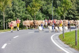 Alp, Alpabfahrt, Alpen, Alpfahrt, Alps, Appenzell, Appenzellerland, Autumn, Brauchtum und Anlässe, Fall, Herbst, Jahreszeiten, Kühe, Landschaft und Natur, Natur, Orte, Ostschweiz, Schweiz, Suisse, Switzerland, Tier, Tracht, Urnäsch, tradition, Öberefahre