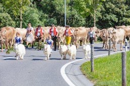 Alp, Alpabfahrt, Alpen, Alpfahrt, Alps, Appenzell, Appenzellerland, Autumn, Brauchtum und Anlässe, Fall, Herbst, Jahreszeiten, Kühe, Landschaft und Natur, Natur, Orte, Ostschweiz, Schweiz, Suisse, Switzerland, Tier, Tracht, Urnäsch, tradition, Öberefahre