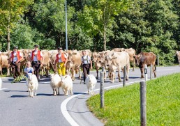 Alp, Alpabfahrt, Alpen, Alpfahrt, Alps, Appenzell, Appenzellerland, Autumn, Brauchtum und Anlässe, Fall, Herbst, Jahreszeiten, Kühe, Landschaft und Natur, Natur, Orte, Ostschweiz, Schweiz, Suisse, Switzerland, Tier, Tracht, Urnäsch, tradition, Öberefahre