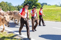 Alp, Alpabfahrt, Alpen, Alpfahrt, Alps, Appenzell, Appenzellerland, Autumn, Brauchtum und Anlässe, Fall, Herbst, Jahreszeiten, Kühe, Landschaft und Natur, Natur, Orte, Ostschweiz, Schweiz, Suisse, Switzerland, Tier, Tracht, Urnäsch, tradition, Öberefahre