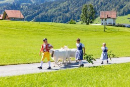 Alp, Alpabfahrt, Alpen, Alpfahrt, Alps, Appenzell, Appenzellerland, Autumn, Brauchtum und Anlässe, Fall, Herbst, Jahreszeiten, Kühe, Landschaft und Natur, Natur, Orte, Ostschweiz, Schweiz, Suisse, Switzerland, Tier, Tracht, Urnäsch, tradition, Öberefahre
