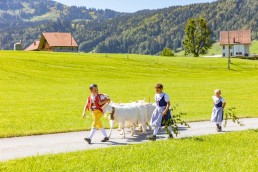 Alp, Alpabfahrt, Alpen, Alpfahrt, Alps, Appenzell, Appenzellerland, Autumn, Brauchtum und Anlässe, Fall, Herbst, Jahreszeiten, Kühe, Landschaft und Natur, Natur, Orte, Ostschweiz, Schweiz, Suisse, Switzerland, Tier, Tracht, Urnäsch, tradition, Öberefahre