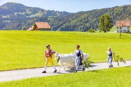 Alp, Alpabfahrt, Alpen, Alpfahrt, Alps, Appenzell, Appenzellerland, Autumn, Brauchtum und Anlässe, Fall, Herbst, Jahreszeiten, Kühe, Landschaft und Natur, Natur, Orte, Ostschweiz, Schweiz, Suisse, Switzerland, Tier, Tracht, Urnäsch, tradition, Öberefahre