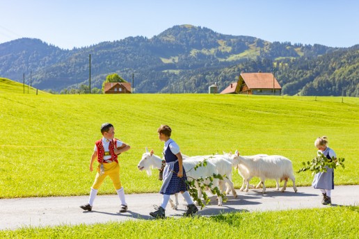 Alp, Alpabfahrt, Alpen, Alpfahrt, Alps, Appenzell, Appenzellerland, Autumn, Brauchtum und Anlässe, Fall, Herbst, Jahreszeiten, Kühe, Landschaft und Natur, Natur, Orte, Ostschweiz, Schweiz, Suisse, Switzerland, Tier, Tracht, Urnäsch, tradition, Öberefahre