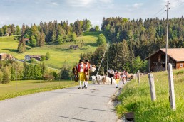 Alp, Alpaufzug, Alpen, Alpfahrt, Alps, Appenzell, Appenzell Ausserrohden, Appenzellerland, Brauchtum und Anlässe, Frühling, Jahreszeiten, Kühe, Landschaft und Natur, Mai, Natur, Orte, Ostschweiz, Schweiz, Sennen, Spring, Suisse, Switzerland, Tier, Tracht, spring, tradition
