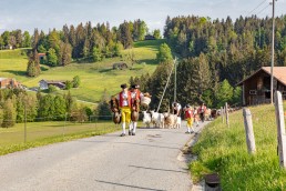 Alp, Alpaufzug, Alpen, Alpfahrt, Alps, Appenzell, Appenzell Ausserrohden, Appenzellerland, Brauchtum und Anlässe, Frühling, Jahreszeiten, Kühe, Landschaft und Natur, Mai, Natur, Orte, Ostschweiz, Schweiz, Sennen, Spring, Suisse, Switzerland, Tier, Tracht, spring, tradition