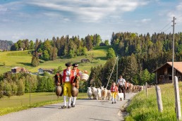 Alp, Alpaufzug, Alpen, Alpfahrt, Alps, Appenzell, Appenzell Ausserrohden, Appenzellerland, Brauchtum und Anlässe, Frühling, Jahreszeiten, Kühe, Landschaft und Natur, Mai, Natur, Orte, Ostschweiz, Schweiz, Sennen, Spring, Suisse, Switzerland, Tier, Tracht, spring, tradition