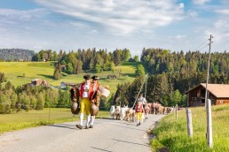 Alp, Alpaufzug, Alpen, Alpfahrt, Alps, Appenzell, Appenzell Ausserrohden, Appenzellerland, Brauchtum und Anlässe, Frühling, Jahreszeiten, Kühe, Landschaft und Natur, Mai, Natur, Orte, Ostschweiz, Schweiz, Sennen, Spring, Suisse, Switzerland, Tier, Tracht, spring, tradition
