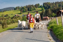 Alp, Alpaufzug, Alpen, Alpfahrt, Alps, Appenzell, Appenzell Ausserrohden, Appenzellerland, Brauchtum und Anlässe, Frühling, Jahreszeiten, Kühe, Landschaft und Natur, Mai, Natur, Orte, Ostschweiz, Schweiz, Sennen, Spring, Suisse, Switzerland, Tier, Tracht, spring, tradition
