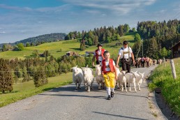 Alp, Alpaufzug, Alpen, Alpfahrt, Alps, Appenzell, Appenzell Ausserrohden, Appenzellerland, Brauchtum und Anlässe, Frühling, Jahreszeiten, Kühe, Landschaft und Natur, Mai, Natur, Orte, Ostschweiz, Schweiz, Sennen, Spring, Suisse, Switzerland, Tier, Tracht, spring, tradition