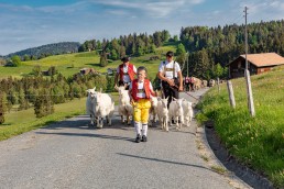 Alp, Alpaufzug, Alpen, Alpfahrt, Alps, Appenzell, Appenzell Ausserrohden, Appenzellerland, Brauchtum und Anlässe, Frühling, Jahreszeiten, Kühe, Landschaft und Natur, Mai, Natur, Orte, Ostschweiz, Schweiz, Sennen, Spring, Suisse, Switzerland, Tier, Tracht, spring, tradition