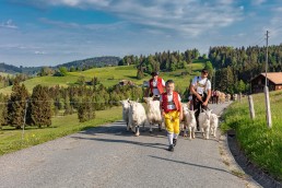 Alp, Alpaufzug, Alpen, Alpfahrt, Alps, Appenzell, Appenzell Ausserrohden, Appenzellerland, Brauchtum und Anlässe, Frühling, Jahreszeiten, Kühe, Landschaft und Natur, Mai, Natur, Orte, Ostschweiz, Schweiz, Sennen, Spring, Suisse, Switzerland, Tier, Tracht, spring, tradition