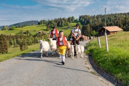 Alp, Alpaufzug, Alpen, Alpfahrt, Alps, Appenzell, Appenzell Ausserrohden, Appenzellerland, Brauchtum und Anlässe, Frühling, Jahreszeiten, Kühe, Landschaft und Natur, Mai, Natur, Orte, Ostschweiz, Schweiz, Sennen, Spring, Suisse, Switzerland, Tier, Tracht, spring, tradition