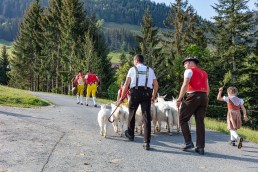 Alp, Alpaufzug, Alpen, Alpfahrt, Alps, Appenzell, Appenzell Ausserrohden, Appenzellerland, Brauchtum und Anlässe, Frühling, Jahreszeiten, Kühe, Landschaft und Natur, Mai, Natur, Orte, Ostschweiz, Schweiz, Sennen, Spring, Suisse, Switzerland, Tier, Tracht, spring, tradition