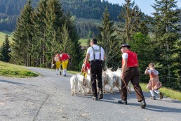 Alp, Alpaufzug, Alpen, Alpfahrt, Alps, Appenzell, Appenzell Ausserrohden, Appenzellerland, Brauchtum und Anlässe, Frühling, Jahreszeiten, Kühe, Landschaft und Natur, Mai, Natur, Orte, Ostschweiz, Schweiz, Sennen, Spring, Suisse, Switzerland, Tier, Tracht, spring, tradition