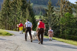 Alp, Alpaufzug, Alpen, Alpfahrt, Alps, Appenzell, Appenzell Ausserrohden, Appenzellerland, Brauchtum und Anlässe, Frühling, Jahreszeiten, Kühe, Landschaft und Natur, Mai, Natur, Orte, Ostschweiz, Schweiz, Sennen, Spring, Suisse, Switzerland, Tier, Tracht, spring, tradition