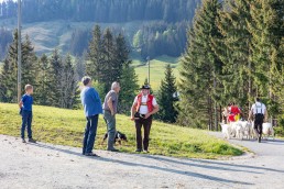 Alp, Alpaufzug, Alpen, Alpfahrt, Alps, Appenzell, Appenzell Ausserrohden, Appenzellerland, Brauchtum und Anlässe, Frühling, Jahreszeiten, Kühe, Landschaft und Natur, Mai, Natur, Orte, Ostschweiz, Schweiz, Sennen, Spring, Suisse, Switzerland, Tier, Tracht, spring, tradition